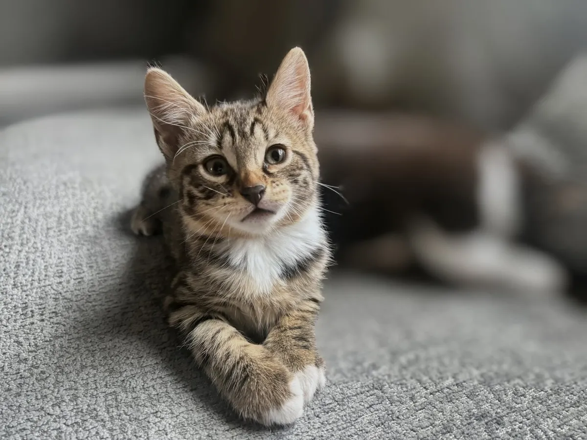 BENGAL X BLUE RUSSIAN KITTEN LAST ONE RARE - Image 2