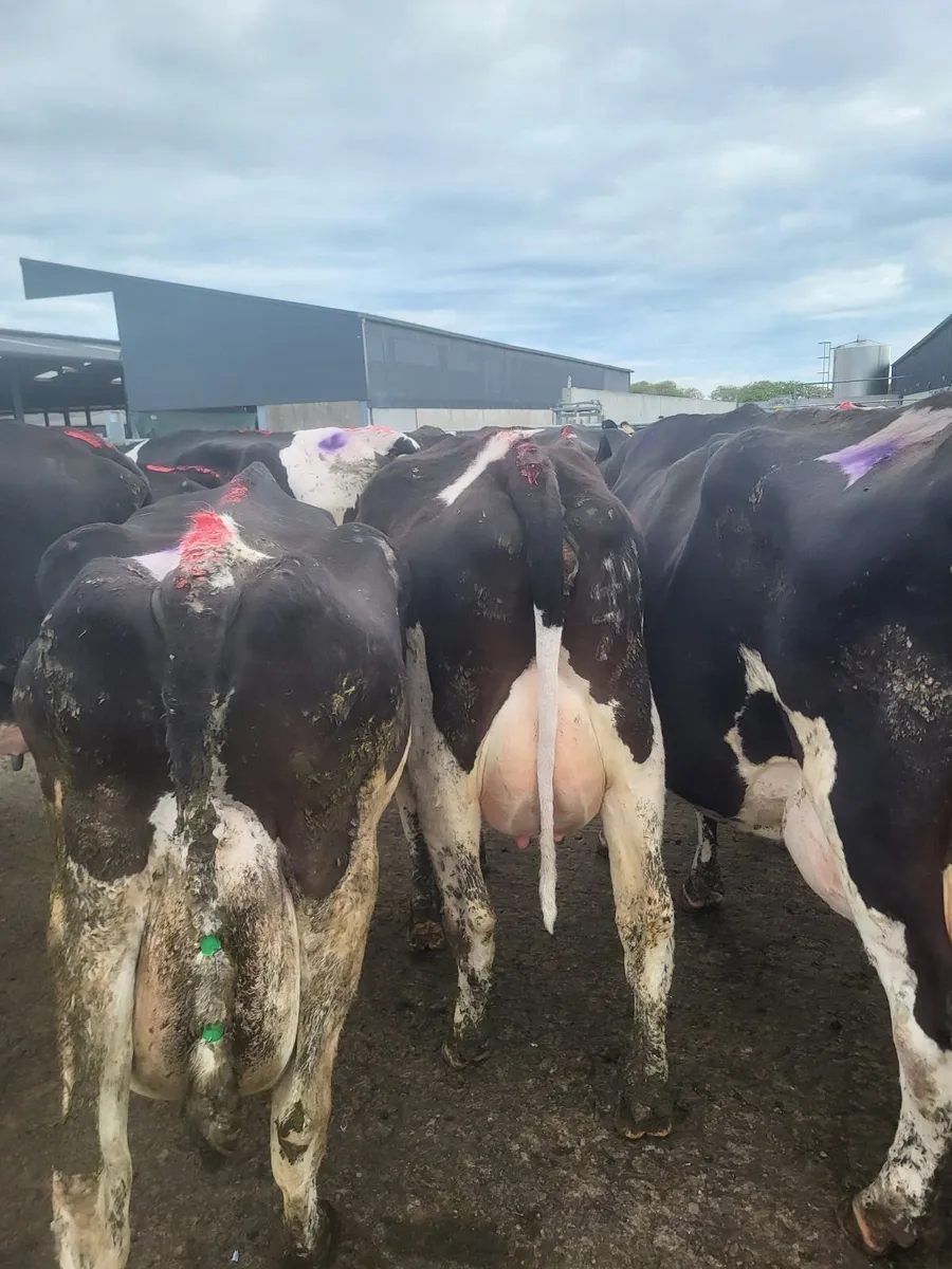 Livestock - Image 1