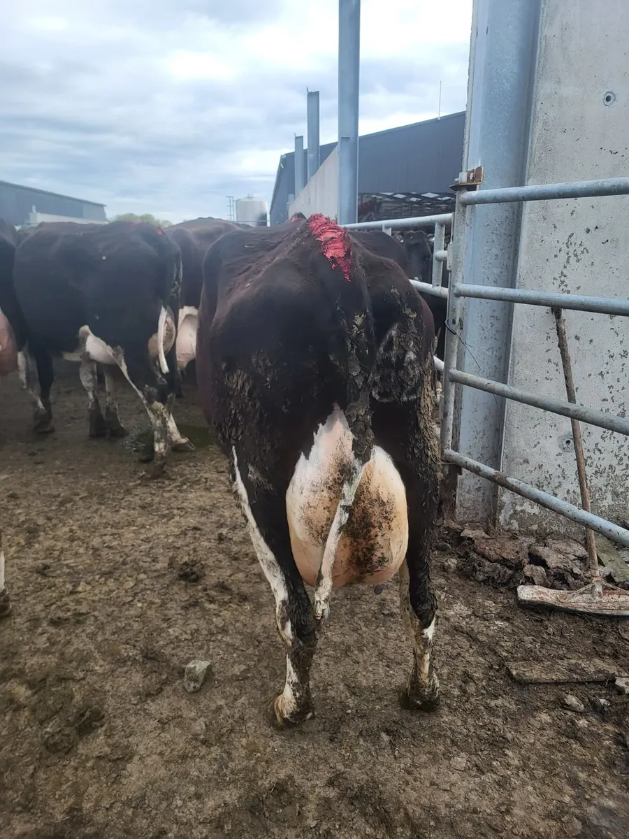 Livestock - Image 2