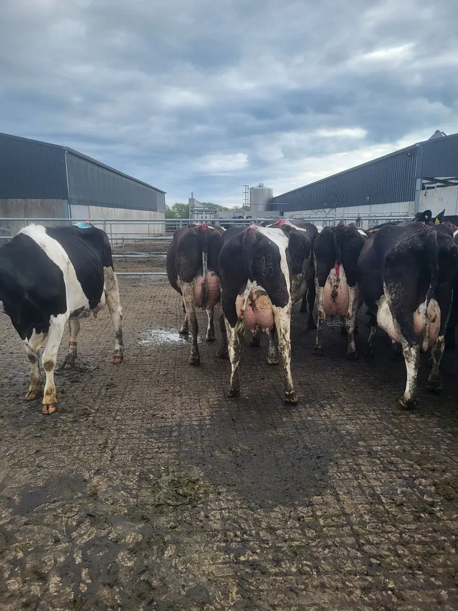 Livestock - Image 3