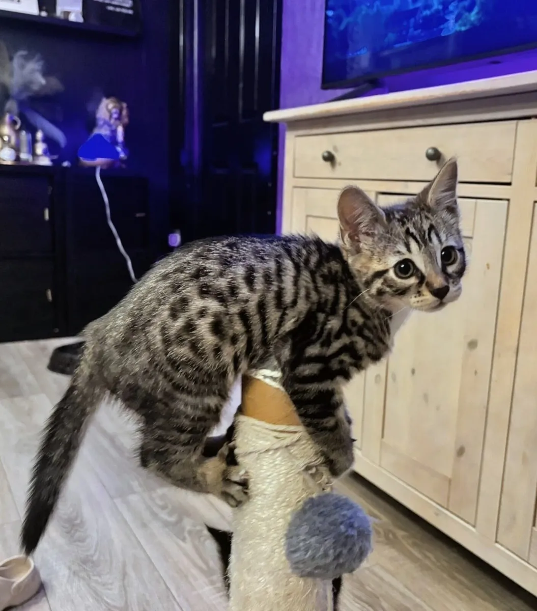 BENGAL X BLUE RUSSIAN KITTEN LAST ONE RARE - Image 1