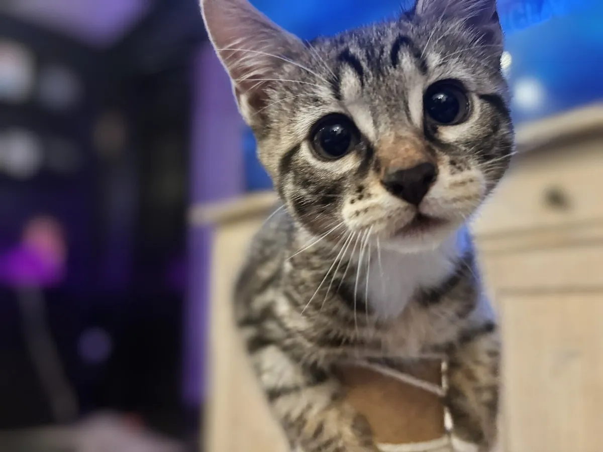 BENGAL X BLUE RUSSIAN KITTEN LAST ONE RARE - Image 3