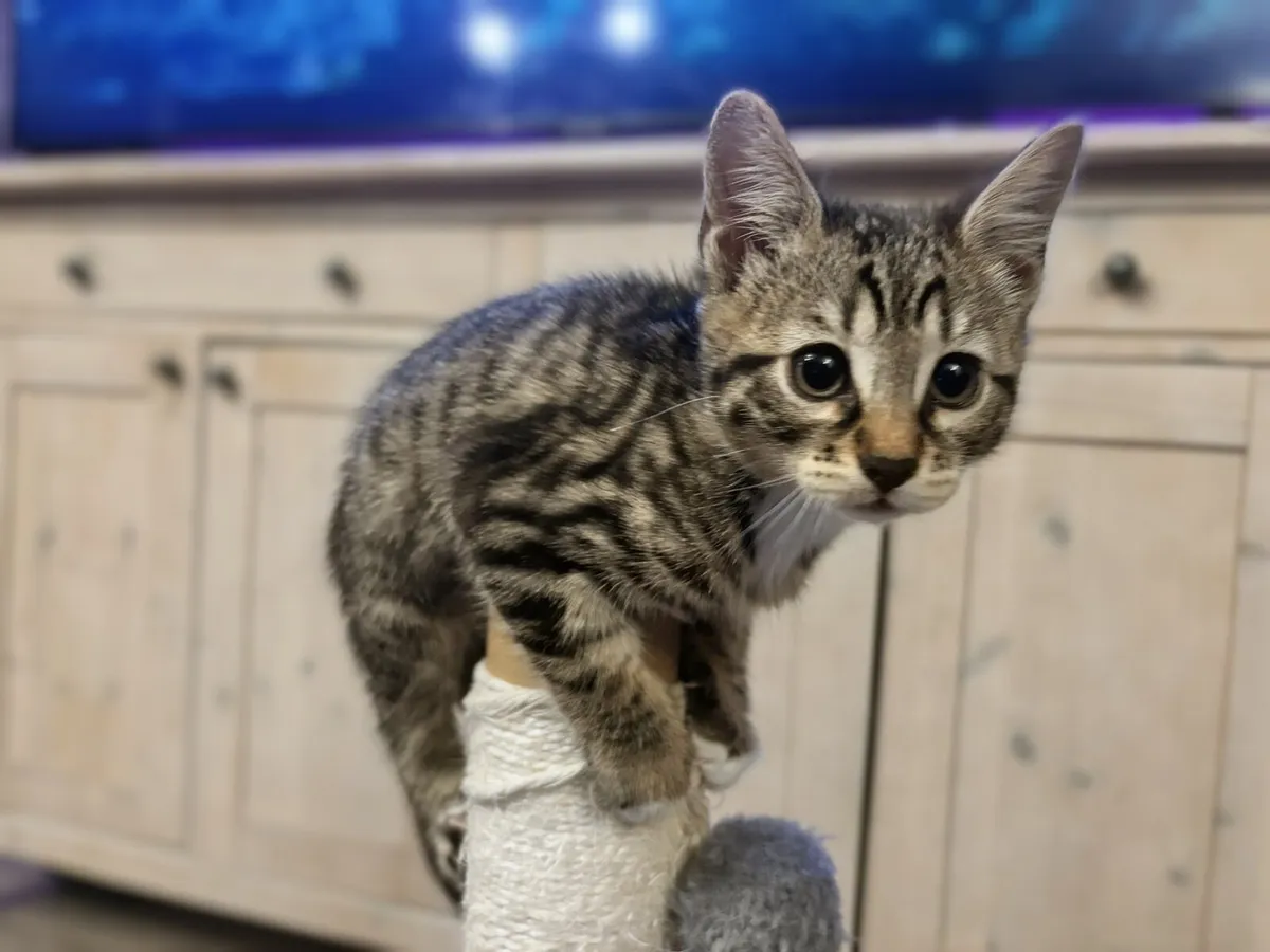 BENGAL X BLUE RUSSIAN KITTEN LAST ONE RARE - Image 4