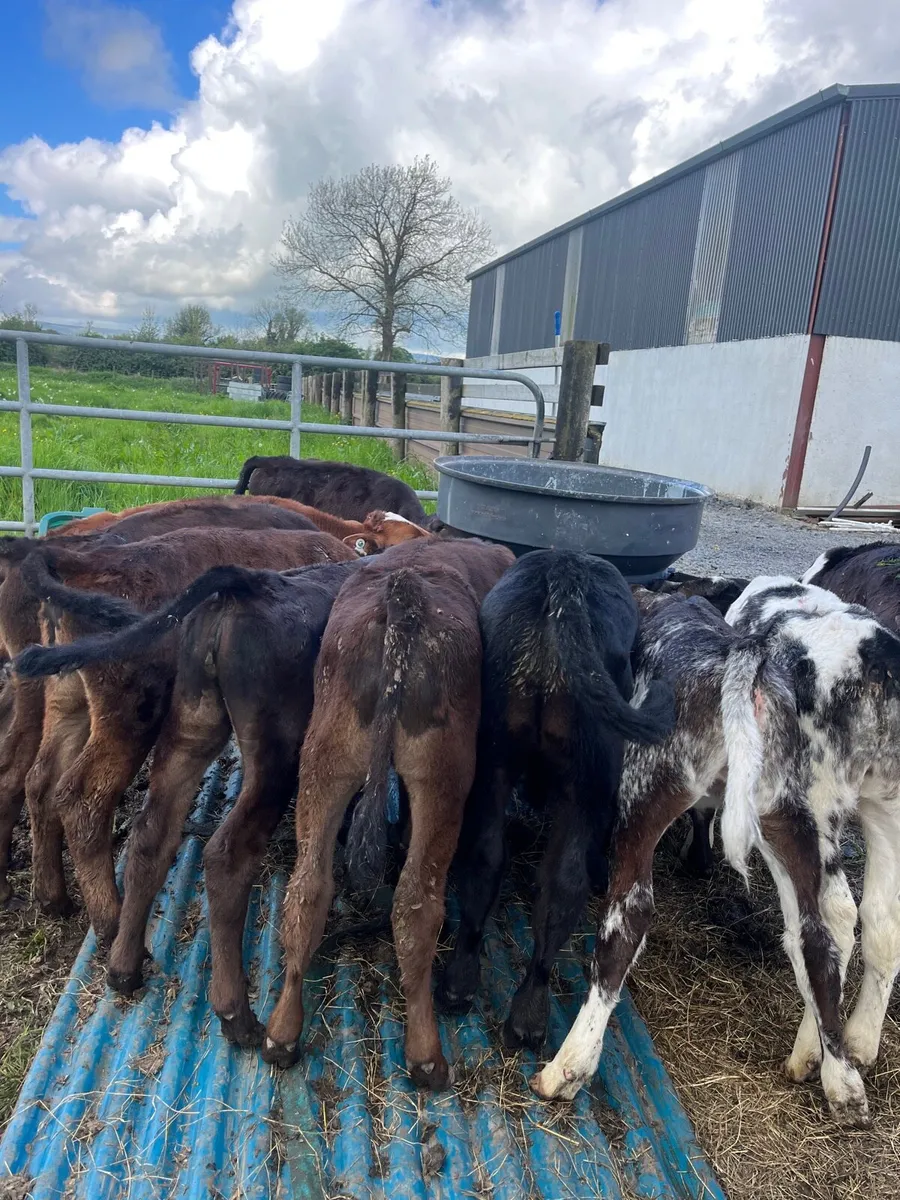 10 calves - Image 1