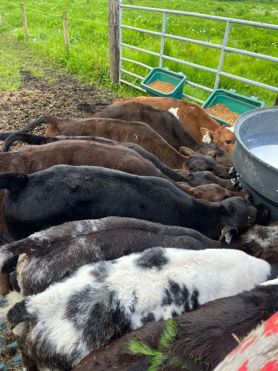 10 calves - Image 3