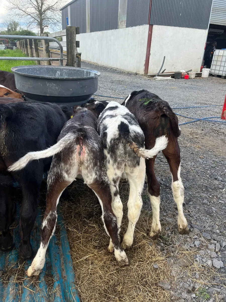 10 calves - Image 4