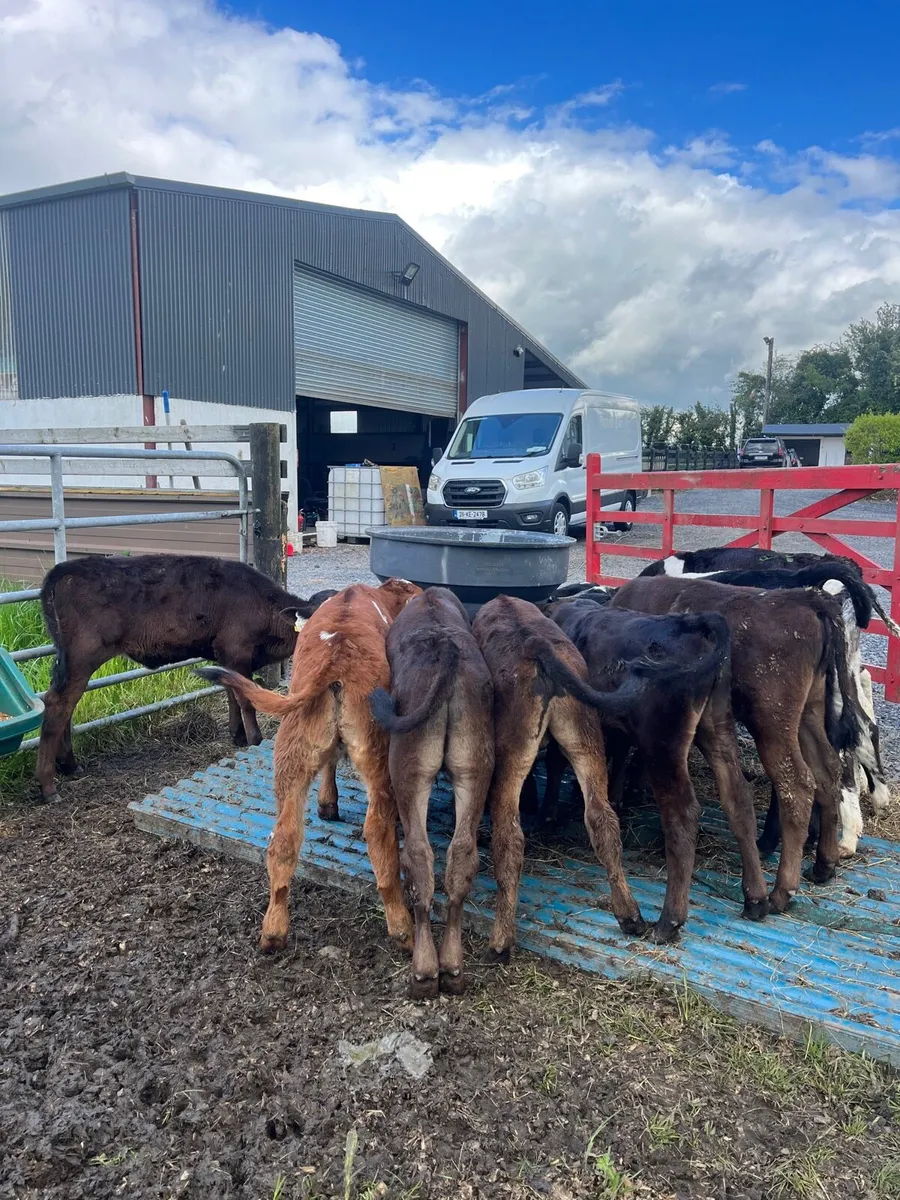 10 calves - Image 2