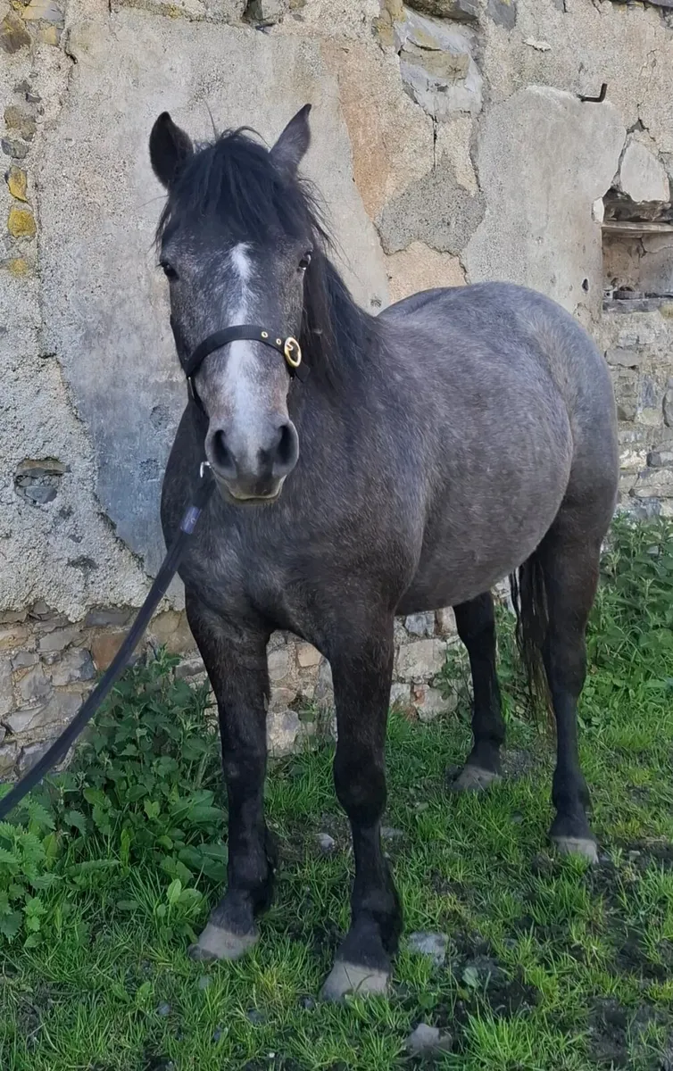 Connemara & Sports Horse Fillys - Image 2