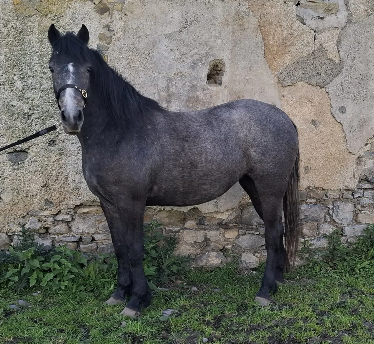 Connemara & Sports Horse Fillys - Image 1