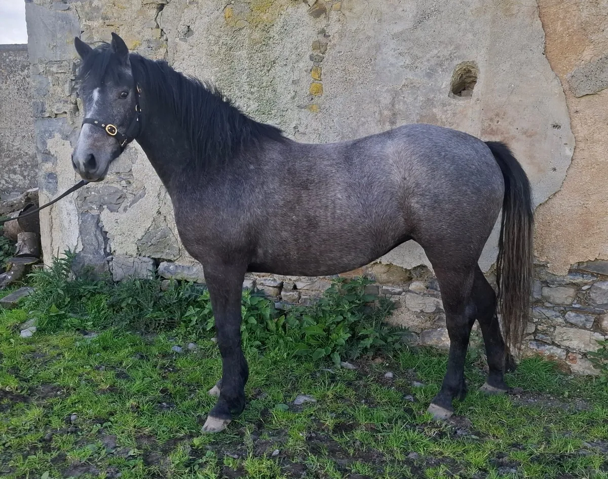Connemara & Sports Horse Fillys - Image 3