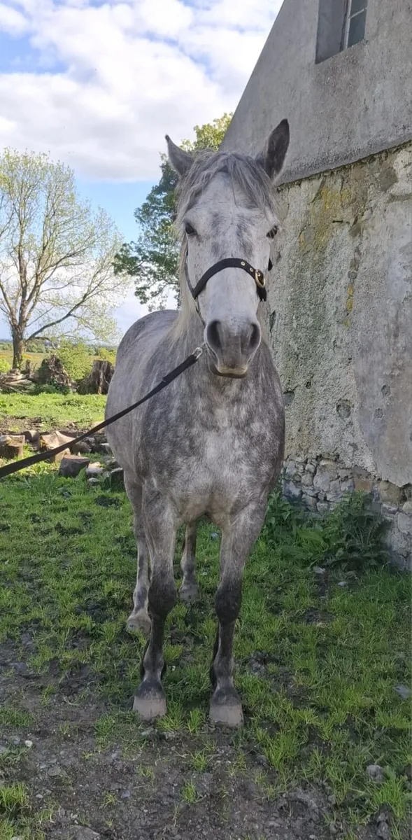 Connemara & Sports Horse Fillys - Image 4