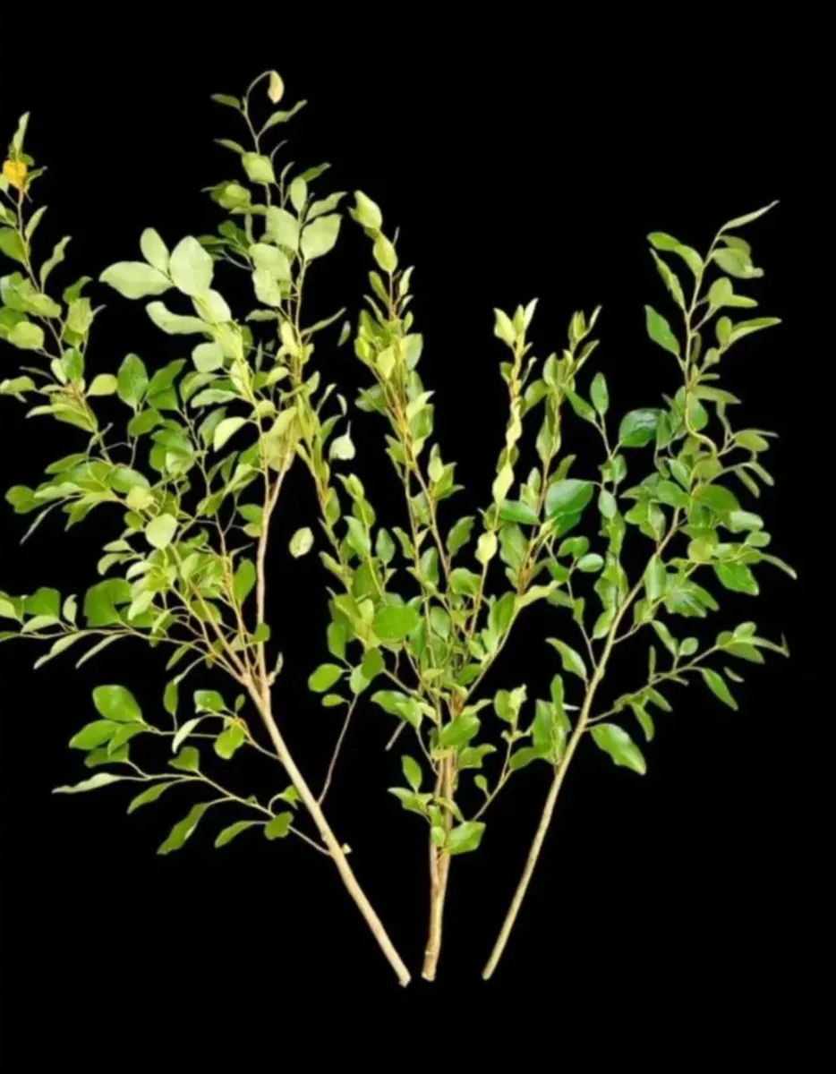 Griselinia Hedging plant cuttings 50 CENTS EACH