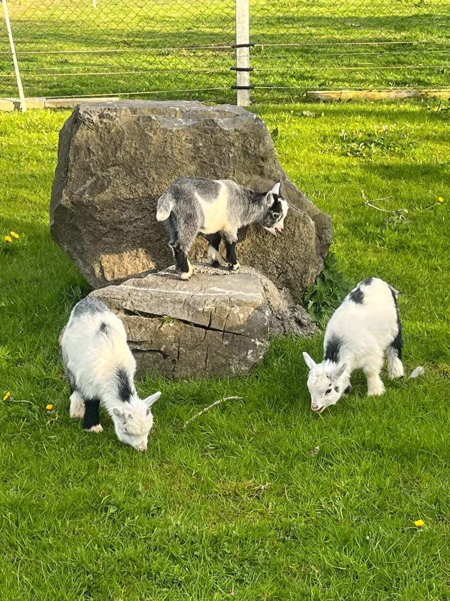 Pygmy goats - Image 1