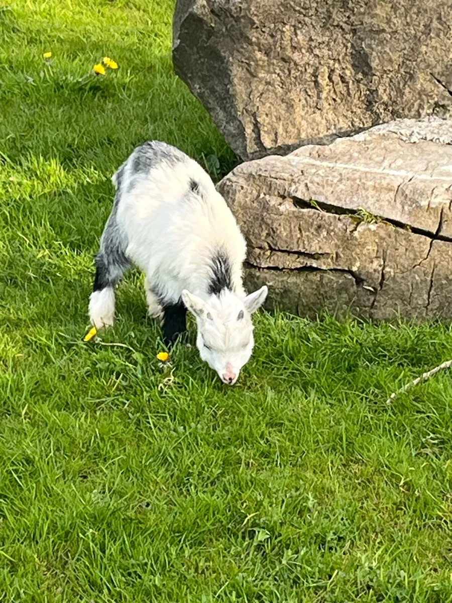 Pygmy goats - Image 2