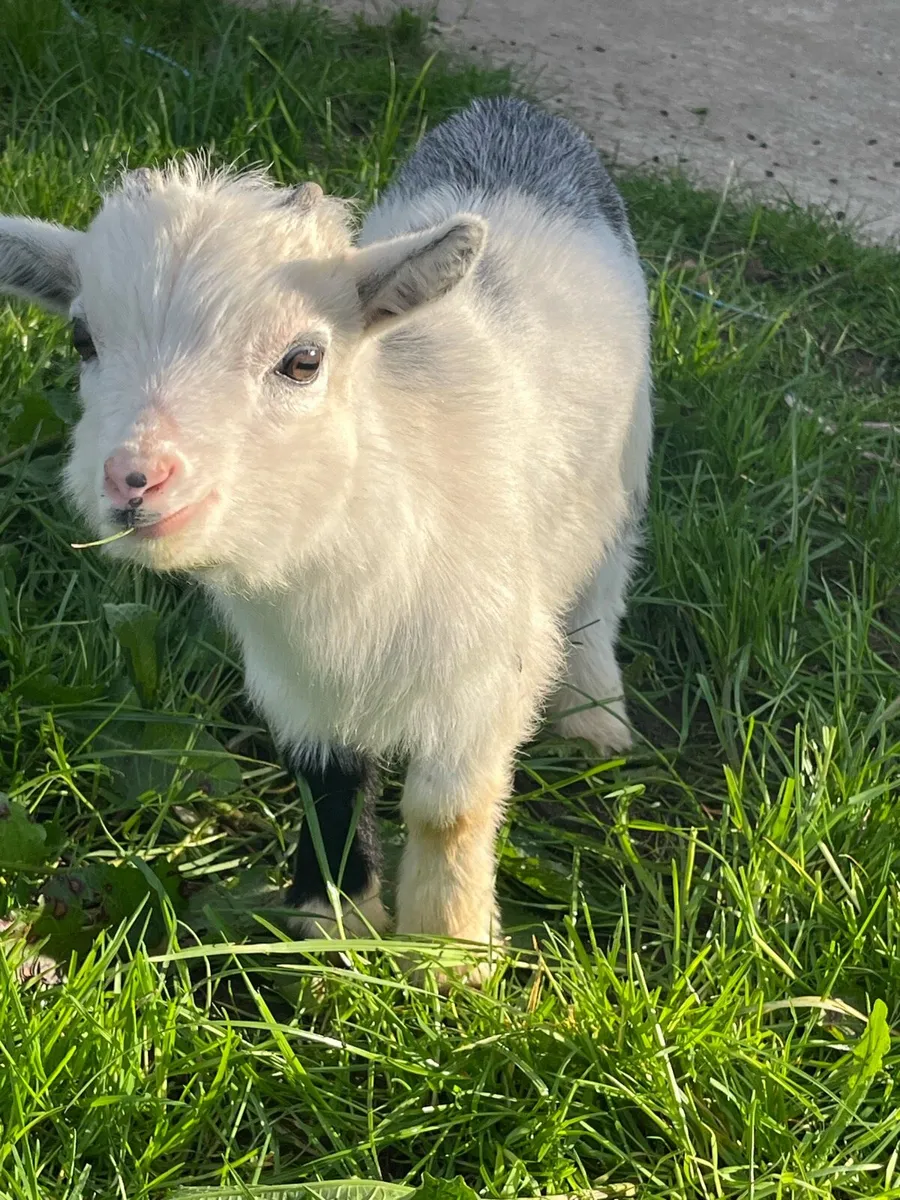 Pygmy goats - Image 3