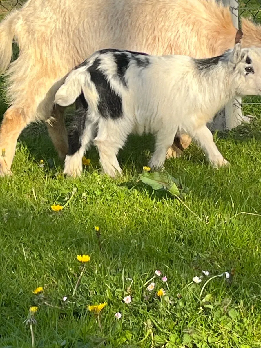 Pygmy goats - Image 4