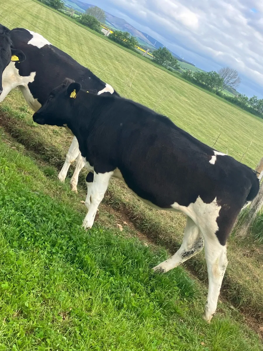Friesan maidan heifers - Image 1