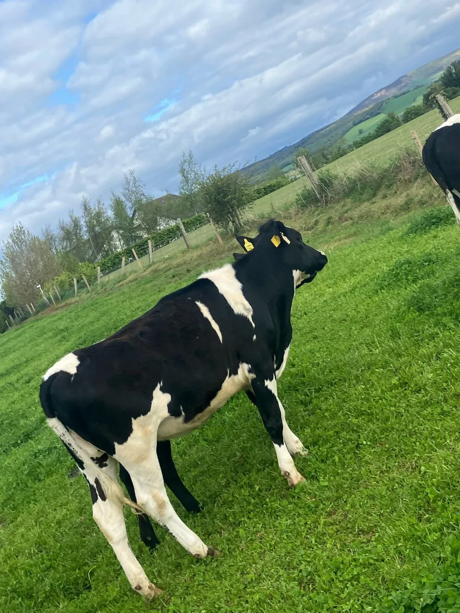 Friesan maidan heifers - Image 2