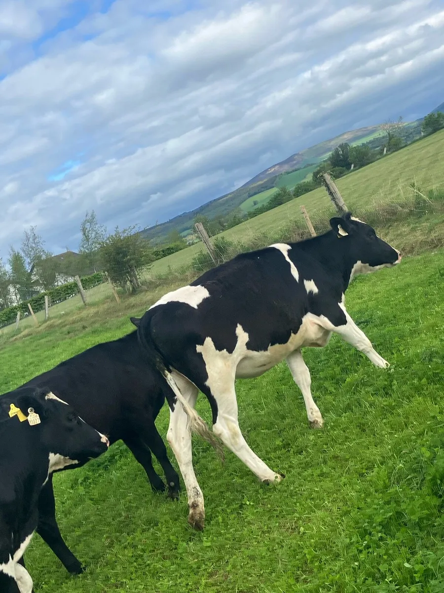 Friesan maidan heifers - Image 3