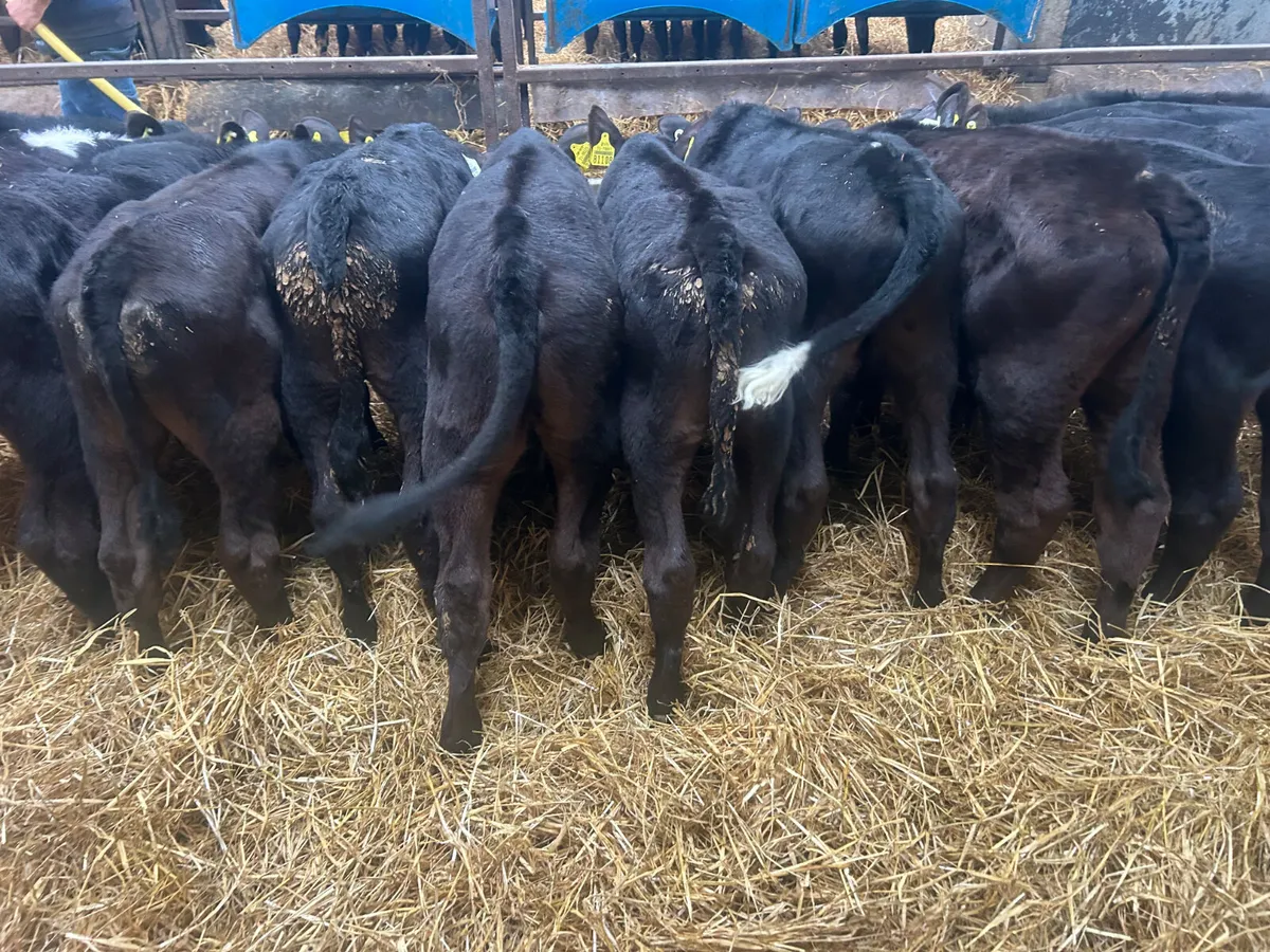 14 bull calves - Image 2