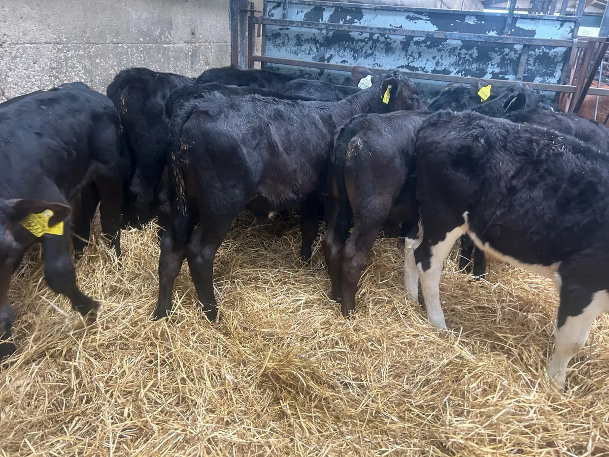 14 bull calves - Image 3