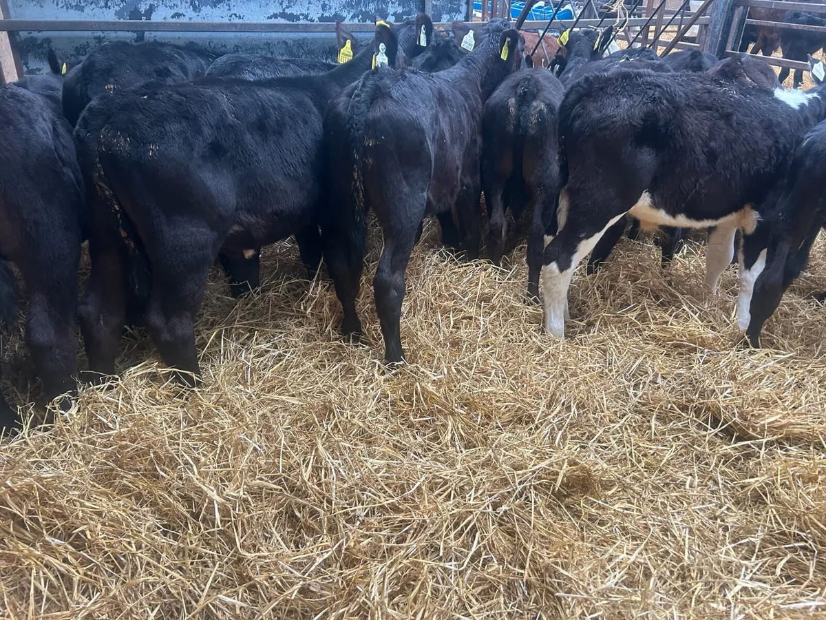 14 bull calves - Image 4