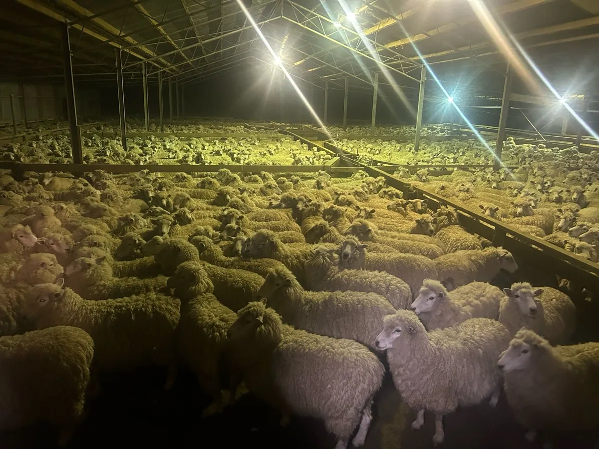Sheep shearing - Image 1