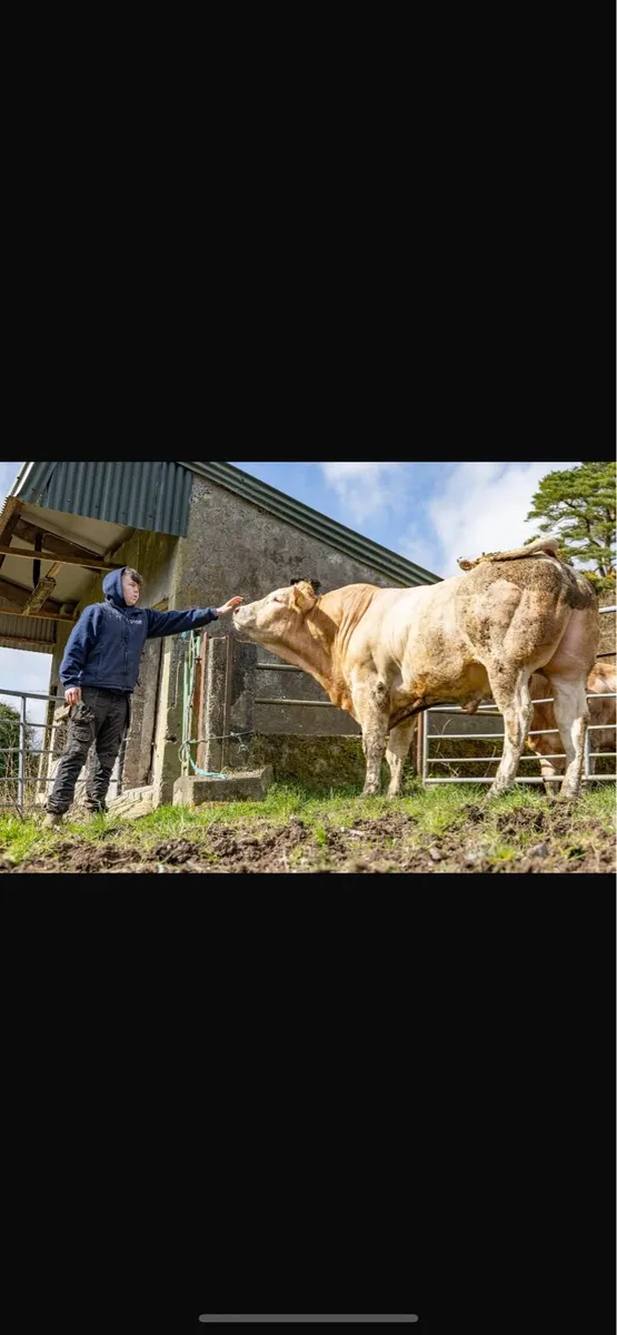 Blonde bull for breeding - Image 4