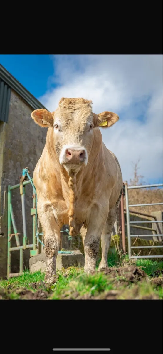 Blonde bull for breeding - Image 1