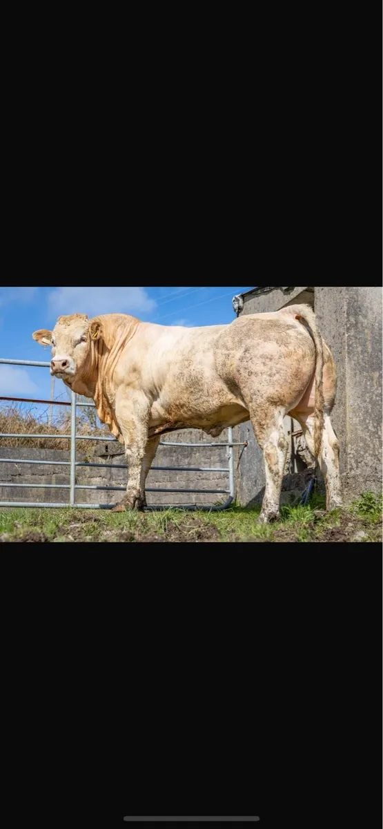 Blonde bull for breeding - Image 2