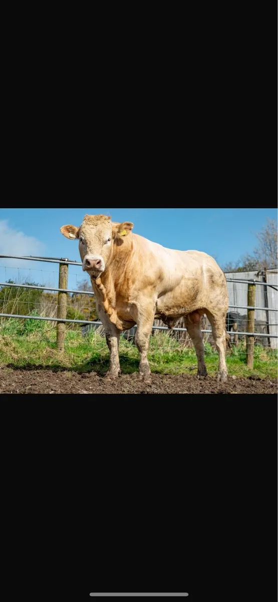 Blonde bull for breeding - Image 3