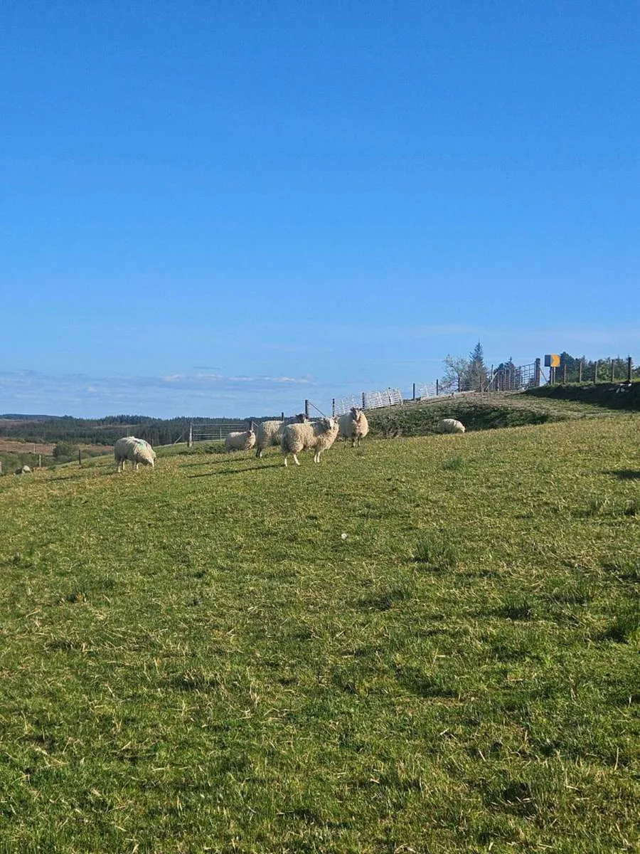 Hoggets - Image 1