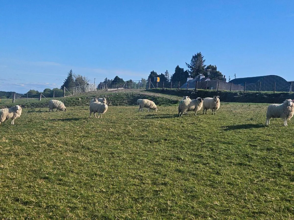 Hoggets - Image 3