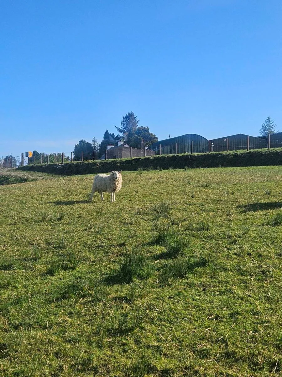 Hoggets - Image 4