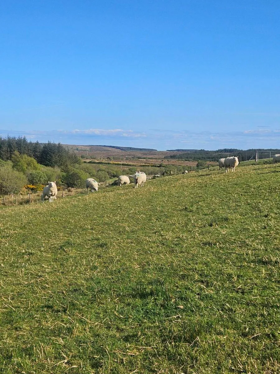 Hoggets - Image 2