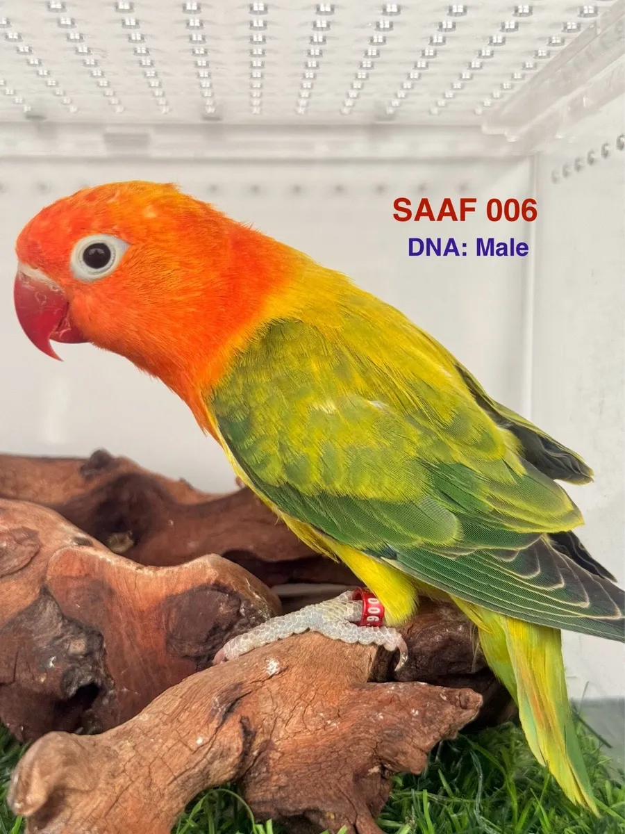 Fischer Lovebirds for new home - Image 1