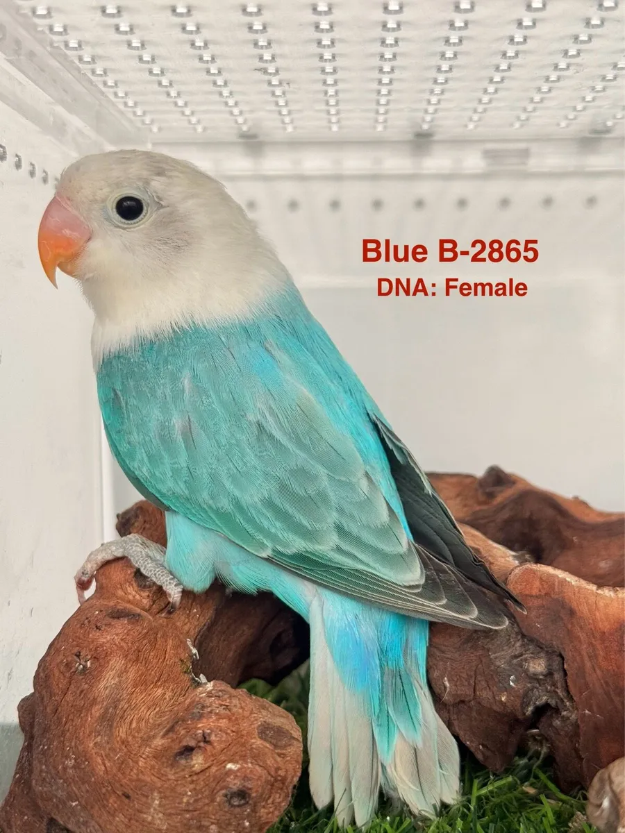 Fischer Lovebirds for new home - Image 2