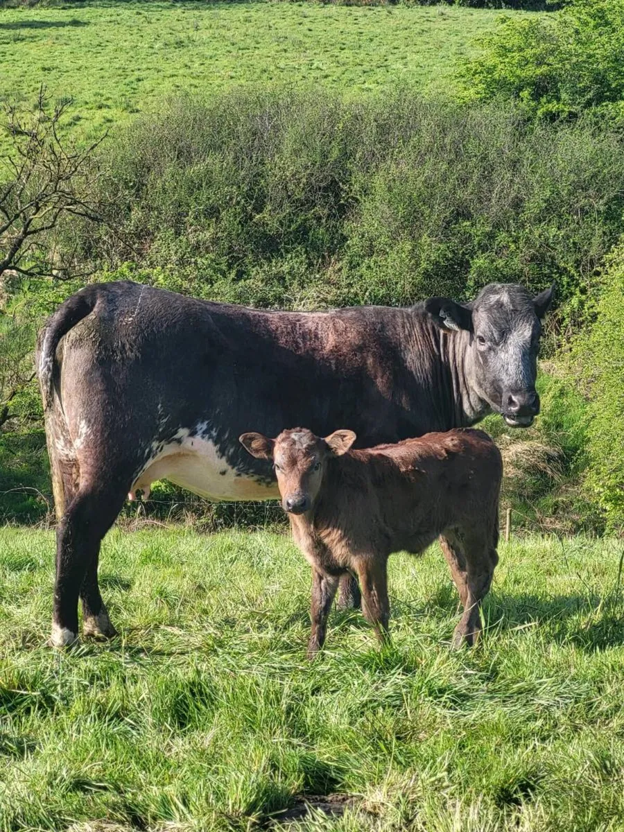 Super First Calved Heifer - Image 1