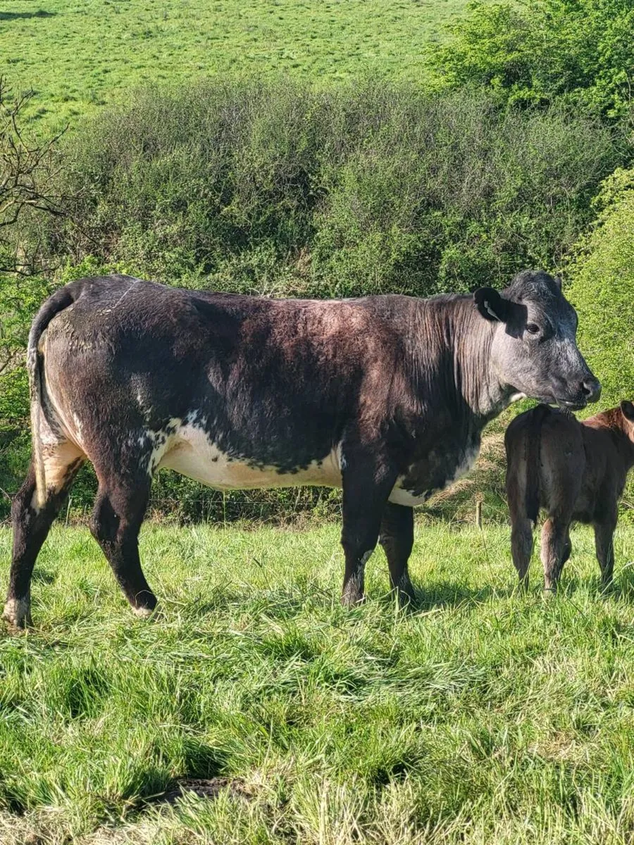 Super First Calved Heifer - Image 2