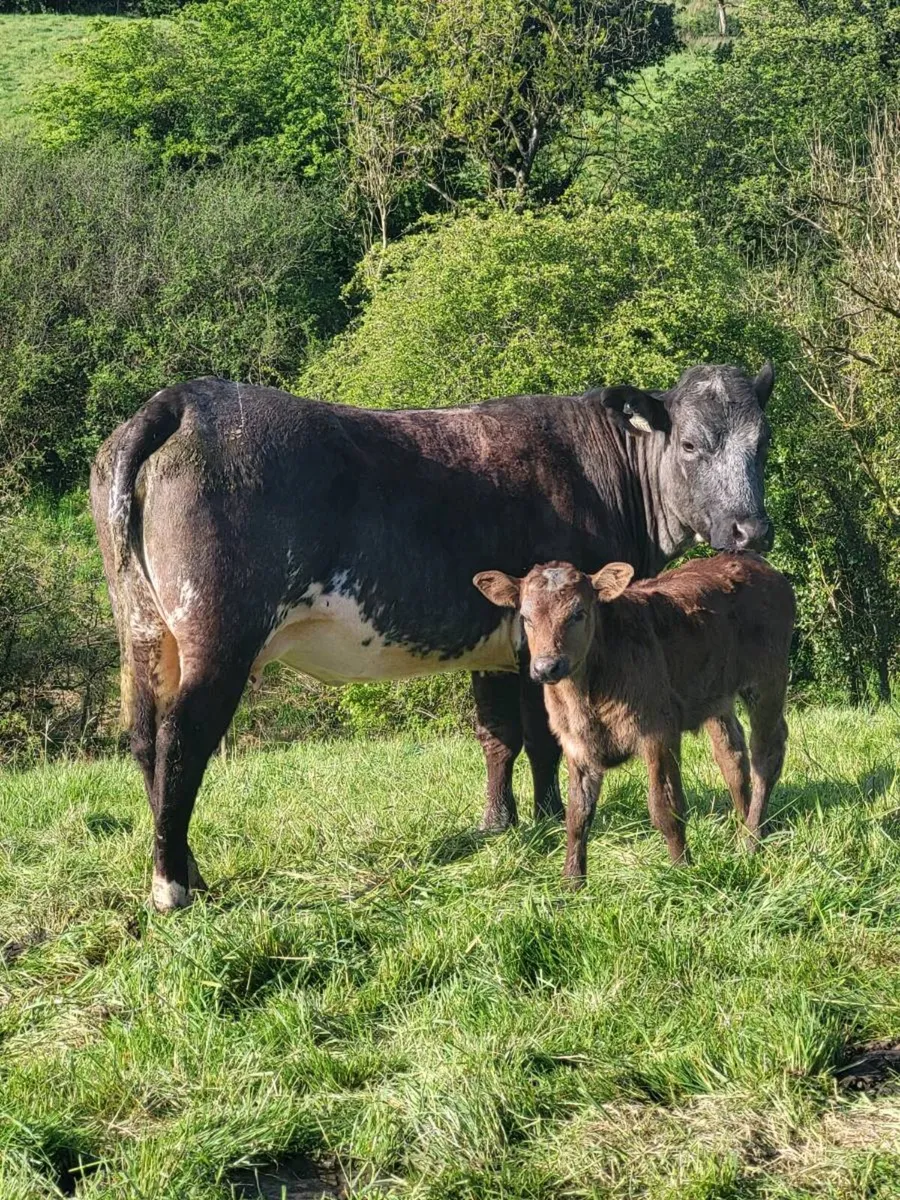 Super First Calved Heifer - Image 3