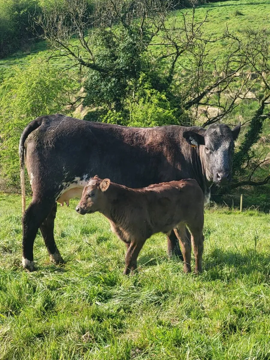 Super First Calved Heifer - Image 4