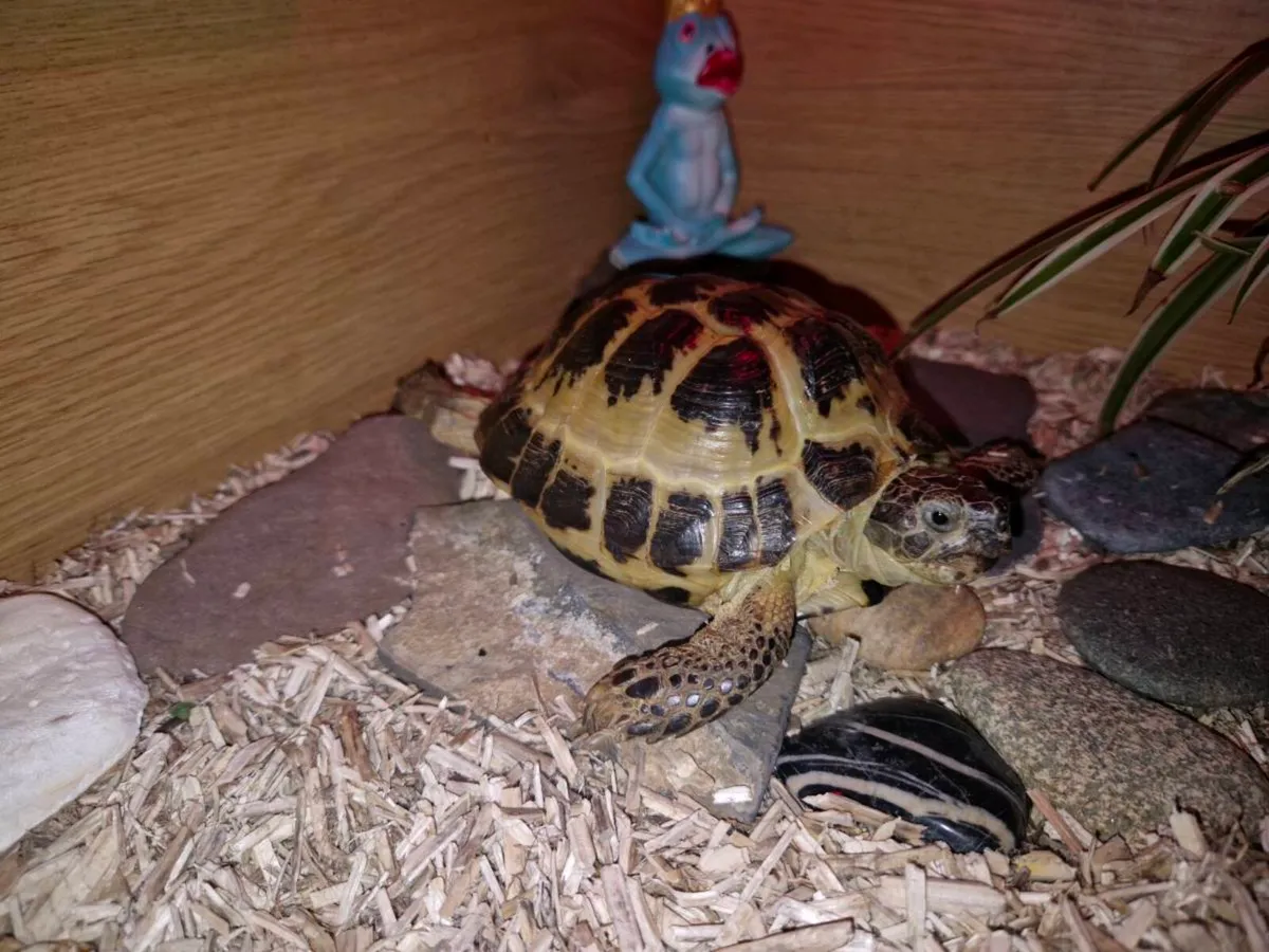 🐢 Russian Tortoise Boy for Sale - Image 1