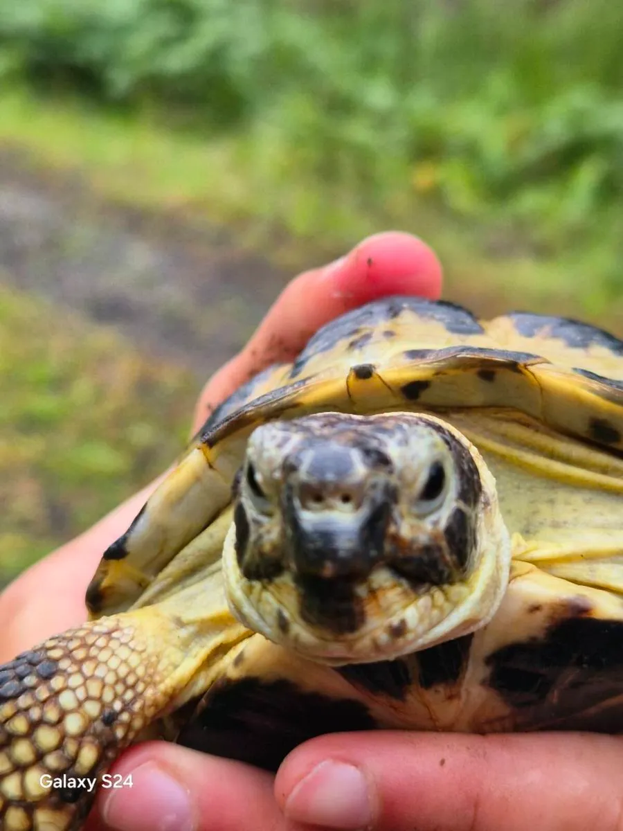 🐢 Russian Tortoise Boy for Sale - Image 4
