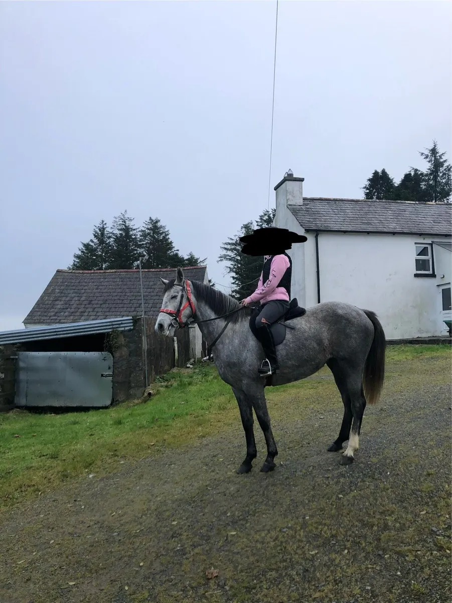 Horse - Image 2