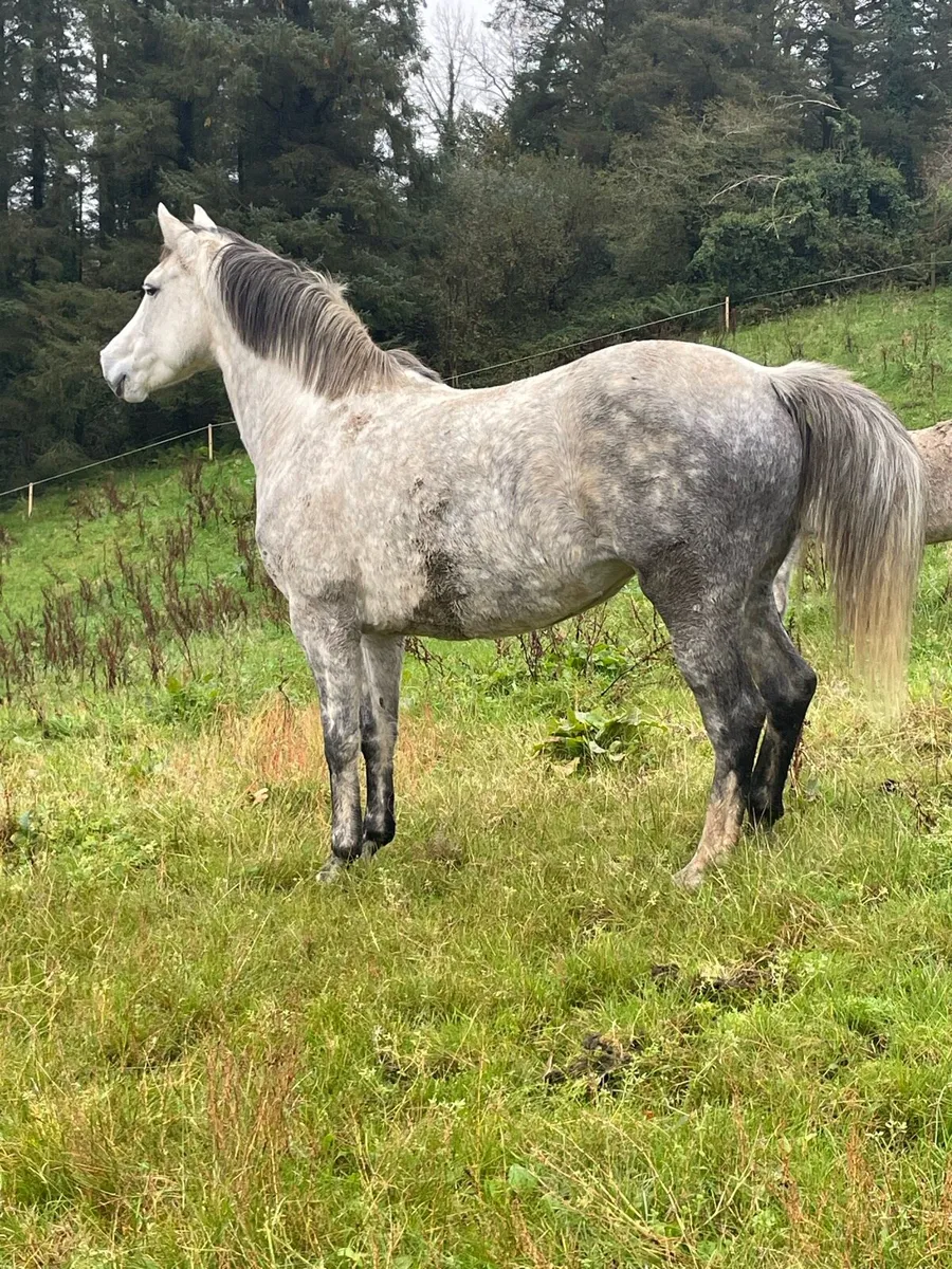 Horse - Image 3