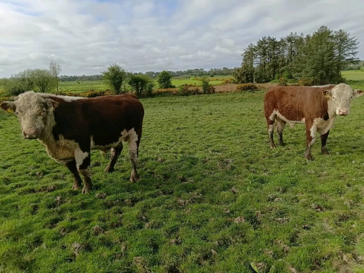 Organic hereford bulls for sale - Image 3