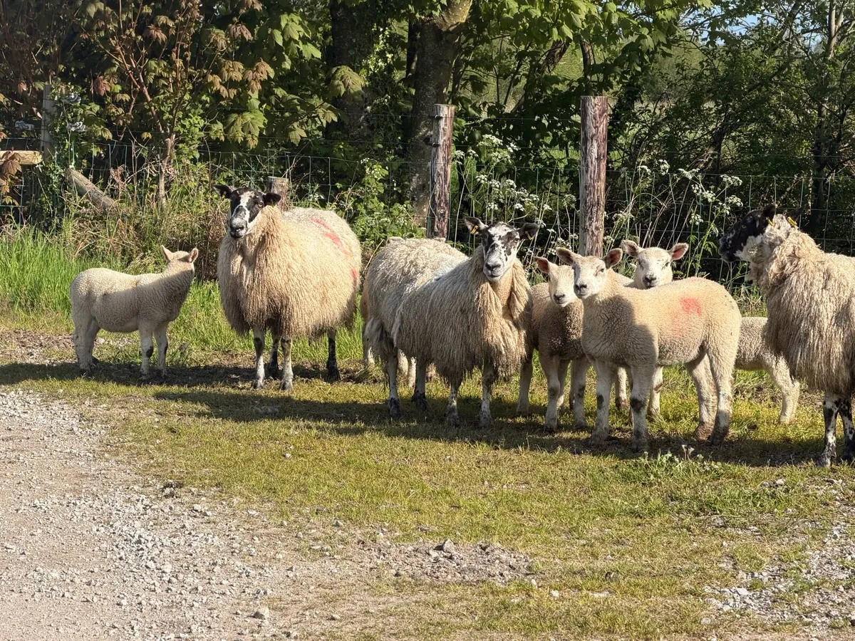 Ewes and lambs - Image 1