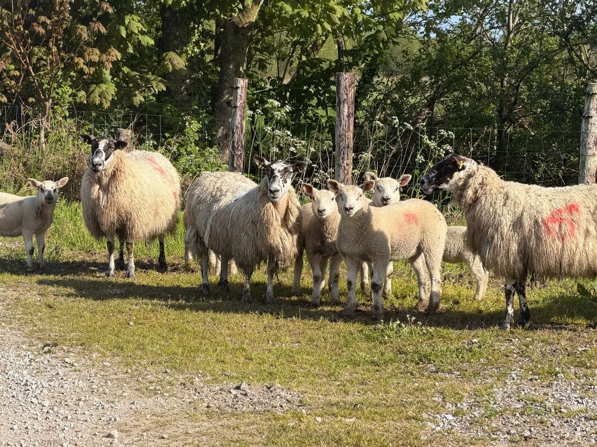 Ewes and lambs - Image 2