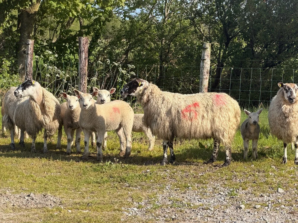 Ewes and lambs - Image 3