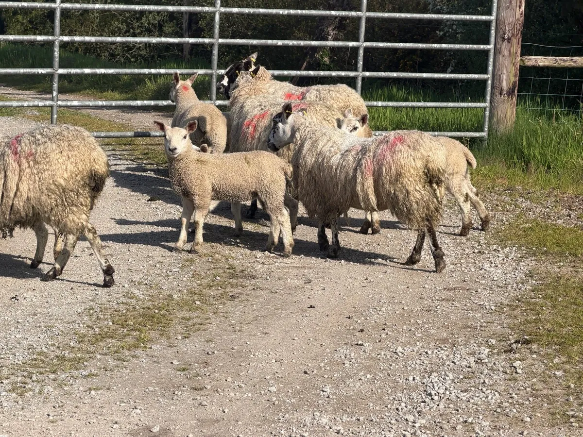Ewes and lambs - Image 4